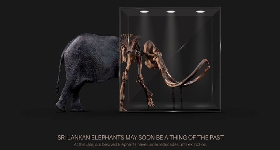 Elephant Jazz - Case Study for SLIM Digis 2018